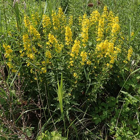 Lysimachia punctata \ Punktierter Gilb-Weiderich, Gold-Felberich / Yellow Loosestrife, Dotted Loosestrife, D Konstanz 6.6.2018