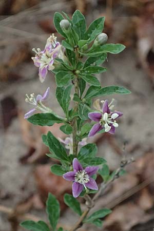 Lycium barbarum \ Gew�hnlicher Bocksdorn / Duke of Argyll's Tea-Plant, D Mannheim 13.9.2026