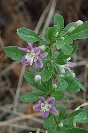 Lycium barbarum \ Gew�hnlicher Bocksdorn / Duke of Argyll's Tea-Plant, D Mannheim 13.9.2026