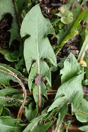 Taraxacum spec6 ? \ Lwenzahn, D Schwetzingen 7.11.2015