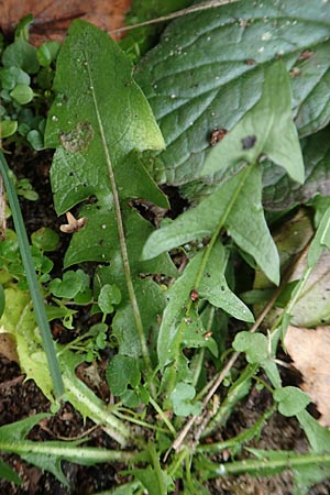 Taraxacum spec6 ? \ Lwenzahn, D Schwetzingen 7.11.2015
