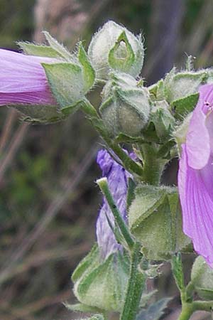 Malva alcea \ Rosen-Malve, Spitzblatt-Malve / Hollyhock Mallow, D Reilingen 23.8.2012