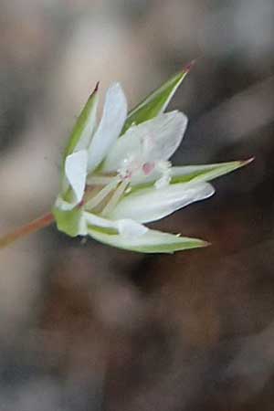 Sabulina tenuifolia subsp. hybrida \ Zarte Miere, Feinblttrige Miere / Fine-Leaved Sandwort, Slender-Leaf Sandwort, D Heidelberg 29.4.2017