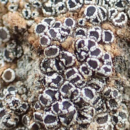 Myriolecis percrenata \ Gekerbte Kuchen-Flechte / Crenate Rim Lichen, D Alsheim 1.6.2018