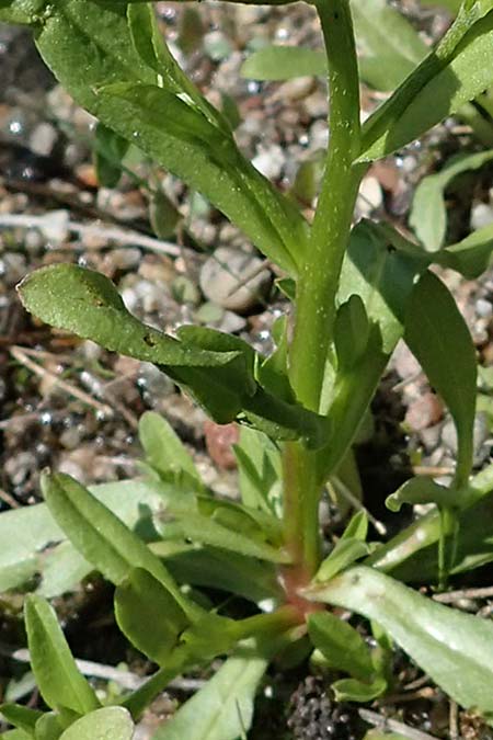 Myosotis laxa \ Rasen-Vergissmeinnicht / Small-Flowered Forget-me-not, Tufted Forget-me-not, D Groß-Gerau 29.5.2021