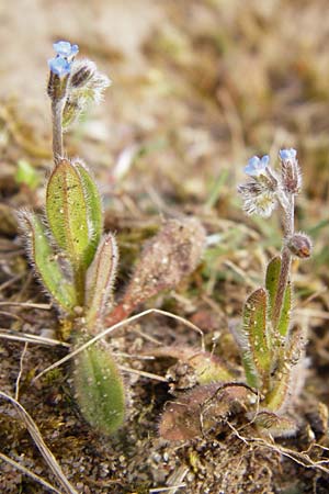Myosotis stricta \ Sand-Vergissmeinnicht / Strict Forget-me-not, Small-Flowered Forget-me-not, D Schwetzingen 13.4.2015