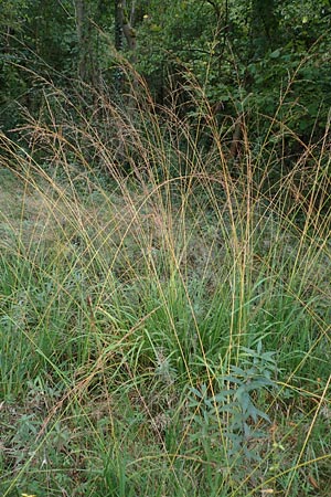Molinia arundinacea, Rohr-Pfeifengras Molinia arundinacea, Rohr-Pfeifengras