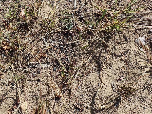 Corispermum marschallii \ Grauer Wanzensame, Marschall-Wanzensame / Marschall Bugseed, D Sandhausen 24.9.2018
