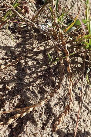 Corispermum marschallii \ Grauer Wanzensame, Marschall-Wanzensame / Marschall Bugseed, D Sandhausen 24.9.2018