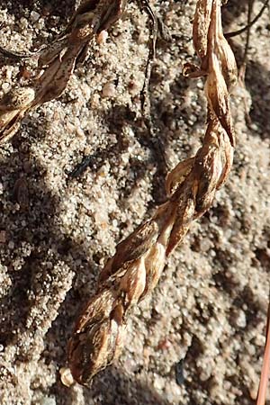 Corispermum marschallii \ Grauer Wanzensame, Marschall-Wanzensame / Marschall Bugseed, D Sandhausen 24.9.2018