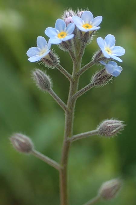 Myosotis arvensis, Acker-Vergissmeinnicht