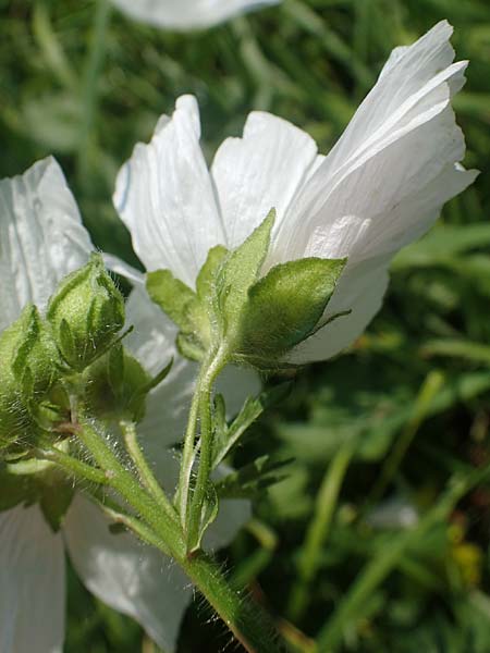 Malva moschata \ Moschus-Malve / Musk Mallow, D Odenwald, Fürth 21.8.2021