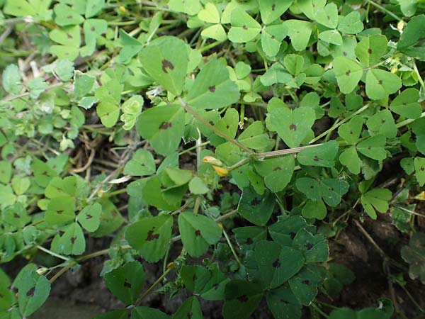 Medicago arabica \ Arabischer Schneckenklee / Spotted Medick, D Mannheim 19.5.2023