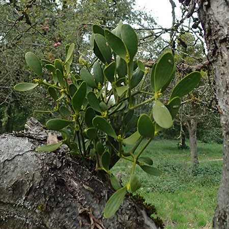 Viscum album subsp. album \ Laubholz-Mistel / Mistletoe, D Mannheim Reiß-Insel 9.10.2025