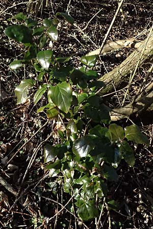 Mahonia aquifolium \ Gew�hnliche Mahonie / Shining Oregon Grape, Tall Oregon Grape, D Altlu&szlig;heim 7.2.2026