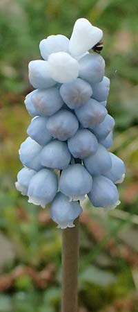 Muscari aucheri \ Auchers Traubenhyazinthe / Aucher-Eloy Grape Hyacinth, D Mannheim 31.3.2026