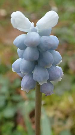 Muscari aucheri \ Auchers Traubenhyazinthe / Aucher-Eloy Grape Hyacinth, D Mannheim 31.3.2026