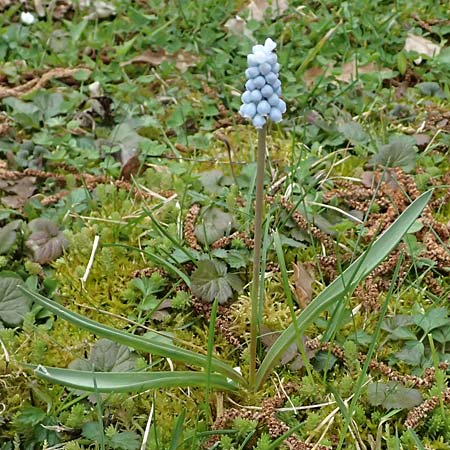 Muscari aucheri \ Auchers Traubenhyazinthe / Aucher-Eloy Grape Hyacinth, D Mannheim 31.3.2026