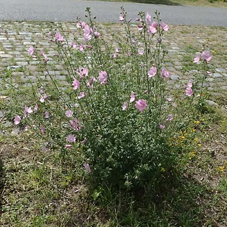 Malva alcea \ Rosen-Malve, Spitzblatt-Malve / Hollyhock Mallow, D Mannheim 7.6.2026