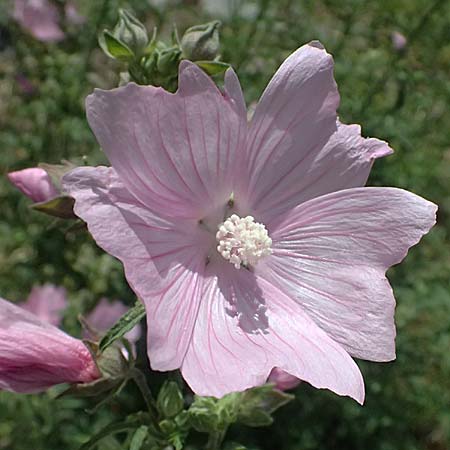 Malva alcea \ Rosen-Malve, Spitzblatt-Malve / Hollyhock Mallow, D Mannheim 7.6.2026