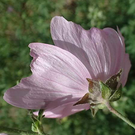 Malva alcea \ Rosen-Malve, Spitzblatt-Malve / Hollyhock Mallow, D Mannheim 7.6.2026