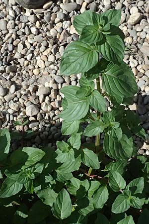 Mentha aquatica \ Wasser-Minze / Water Mint, D Altrip 6.8.2026