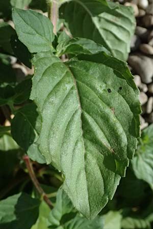 Mentha aquatica \ Wasser-Minze / Water Mint, D Altrip 6.8.2026