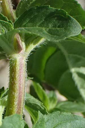 Mentha aquatica \ Wasser-Minze / Water Mint, D Altrip 6.8.2026