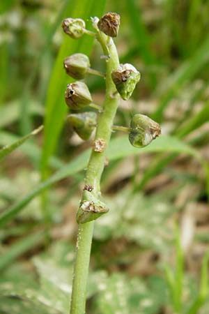 Muscari botryoides \ Kurztraubige Bisamhyazinthe, Kleine Traubenhyazinthe / Compact Grape Hyacinth, D Nüdlingen 9.5.2015