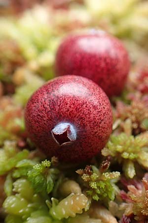 Vaccinium oxycoccos \ Gewhnliche Moosbeere / Common Cranberry, D Botan. Gar.  Universit.  Tübingen 3.9.2016