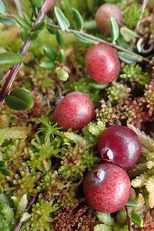 Vaccinium oxycoccos \ Gewhnliche Moosbeere / Common Cranberry, D Botan. Gar.  Universit.  Tübingen 3.9.2016