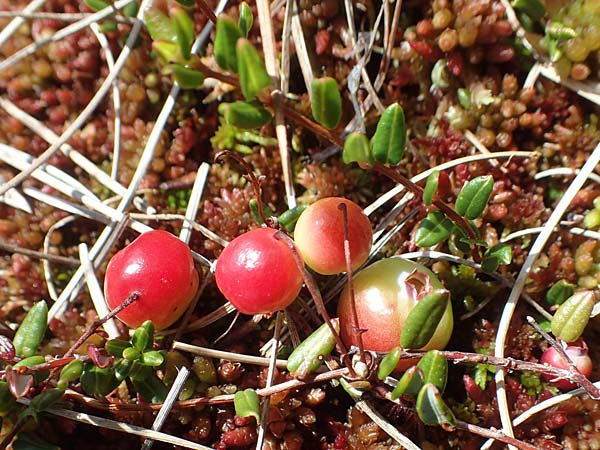 Vaccinium oxycoccos \ Gewhnliche Moosbeere / Common Cranberry, D Schwarzwald/Black-Forest, Hornisgrinde 31.7.2017