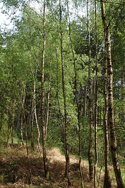 Betula pubescens \ Moor-Birke, Flaum-Birke / Downy Birch, D Odenwald, Grasellenbach 26.5.2019