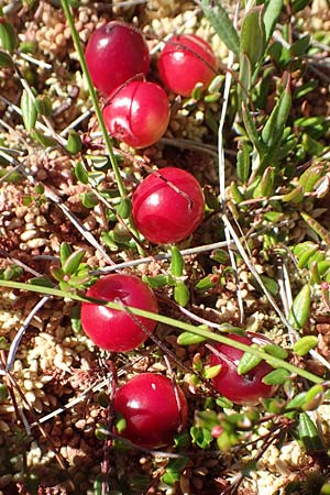 Vaccinium oxycoccos \ Gewhnliche Moosbeere / Common Cranberry, D Schwarzwald/Black-Forest, Hornisgrinde 3.9.2019