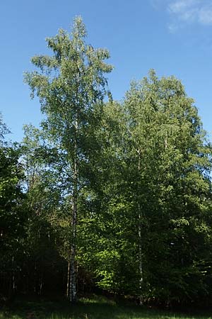 Betula pubescens \ Moor-Birke, Flaum-Birke / Downy Birch, D Odenwald, Grasellenbach 17.5.2020