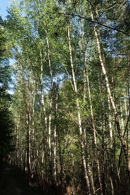 Betula pubescens \ Moor-Birke, Flaum-Birke / Downy Birch, D Odenwald, Grasellenbach 17.5.2020