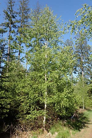 Betula pubescens \ Moor-Birke, Flaum-Birke / Downy Birch, D Odenwald, Grasellenbach 17.5.2020