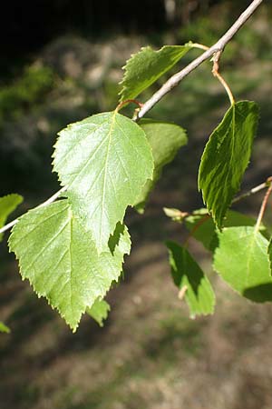 Betula pubescens \ Moor-Birke, Flaum-Birke / Downy Birch, D Odenwald, Grasellenbach 17.5.2020