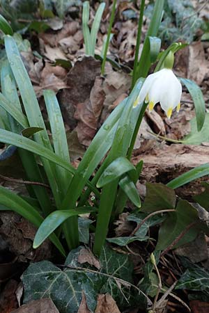 Leucojum vernum \ Frhlings-Knotenblume, Mrzenbecher / Spring Snowflake, D Ludwigshafen 18.3.2021