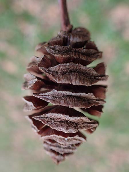 Taxodium distichum \ Echte Sumpf-Zypresse, Sumpf-Eibe / Bald Cypress, D Mannheim 30.3.2022