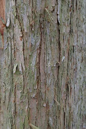 Taxodium distichum \ Echte Sumpf-Zypresse, Sumpf-Eibe / Bald Cypress, D Mannheim 30.3.2022