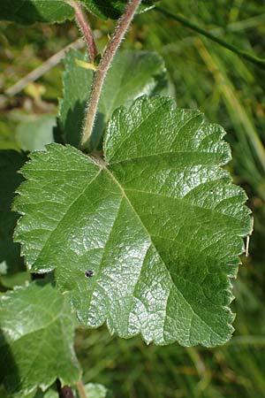 Betula pubescens \ Moor-Birke, Flaum-Birke / Downy Birch, D Hunsrück, Börfink 26.6.2023