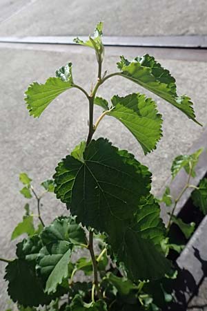 Morus alba, Weißer Maulbeerbaum
