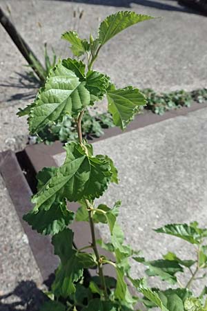 Morus alba \ Weier Maulbeerbaum / Chinese White Mulberry, D Mannheim 10.9.2023
