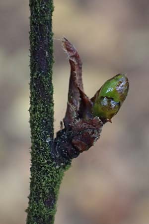 Betula pubescens \ Moor-Birke, Flaum-Birke / Downy Birch, D Odenwald, Mossautal 14.10.2023