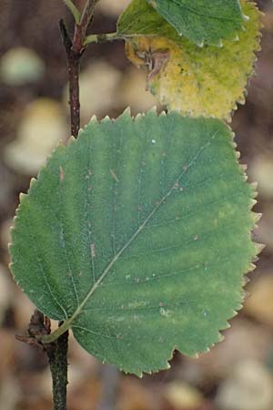 Betula pubescens \ Moor-Birke, Flaum-Birke / Downy Birch, D Odenwald, Mossautal 14.10.2023