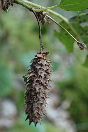 Betula pubescens \ Moor-Birke, Flaum-Birke / Downy Birch, D Neckarsteinach 24.8.2024