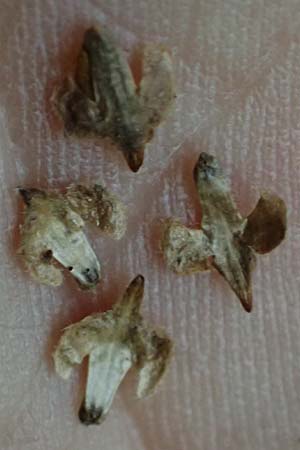 Betula pubescens \ Moor-Birke, Flaum-Birke / Downy Birch, D Neckarsteinach 24.8.2024