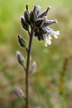 Myosotis discolor \ Buntes Vergissmeinnicht, Gelbes Vergissmeinnicht / Changing Forget-me-not, D Herborn 16.5.2015