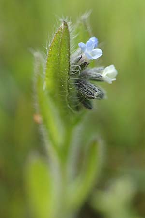 Myosotis dubia \ Kleines Buntes Vergissmeinnicht / Small Changing Forget-me-not, D R&ouml;dermark 13.5.2017
